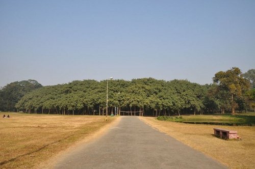 Великий Баньян - самое широкое дерево в мире