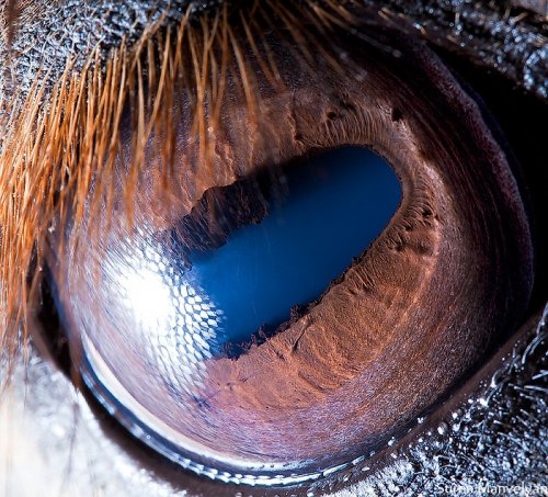 "Глаза животных" от Сурена Манвеляна