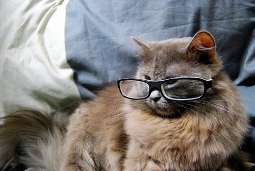 Кошки в очках