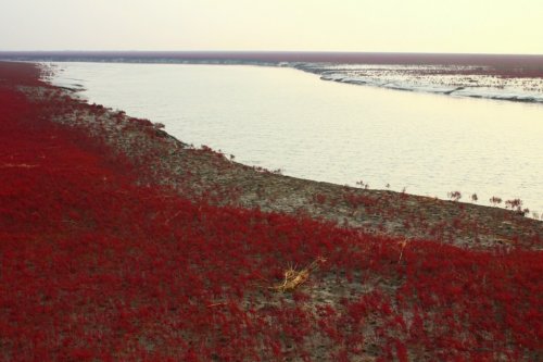 Panjin Red Beach – необычный красный пляж в Китае