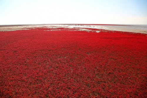 Panjin Red Beach – необычный красный пляж в Китае