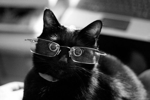 Кошки в очках