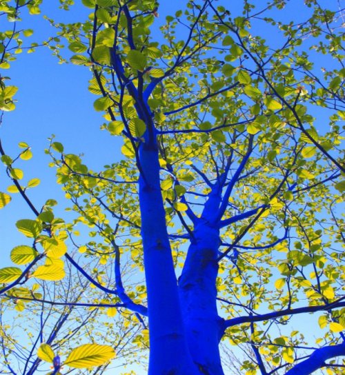 Синие деревья