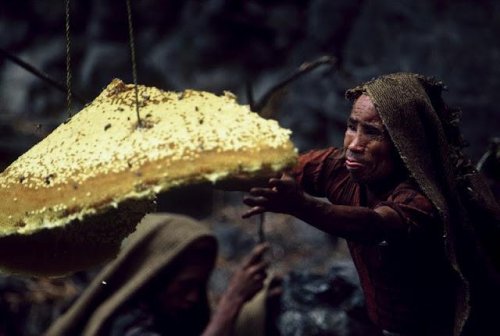 Как собирают мед в Непале