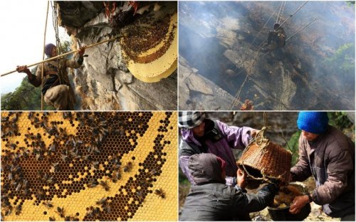 Непальские охотники за медом
