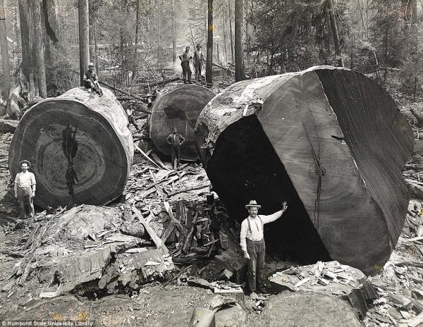 Вырубка леса в Калифорнии в начале прошлого века