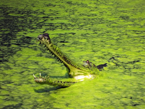 Гангский гавиал – хорошие новости для индийского крокодила