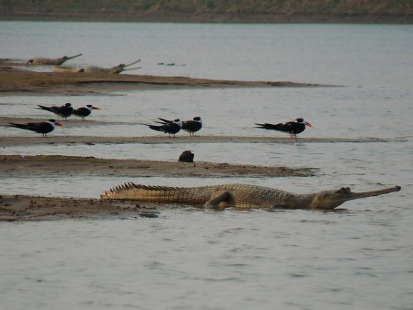 Гангский гавиал – хорошие новости для индийского крокодила