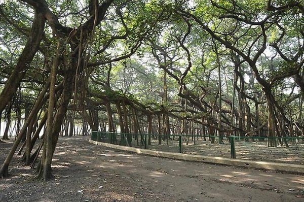 Великий Баньян – дерево с самой широкой в мире кроной