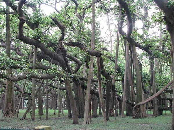 Великий Баньян – дерево с самой широкой в мире кроной