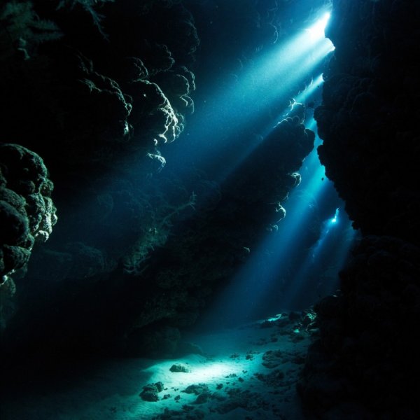 Подводный мир в фотографиях Александра Семёнова (26 фото)