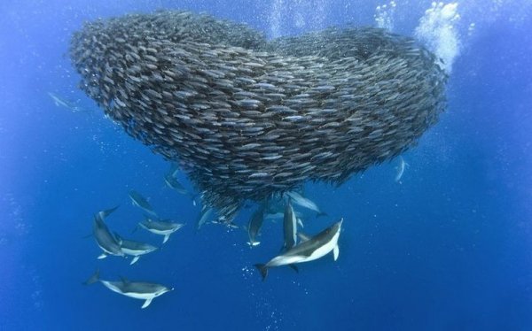 Невероятные фотографии акул и дельфинов, охотящихся на скумбрию