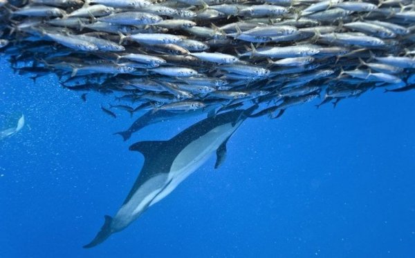 Невероятные фотографии акул и дельфинов, охотящихся на скумбрию