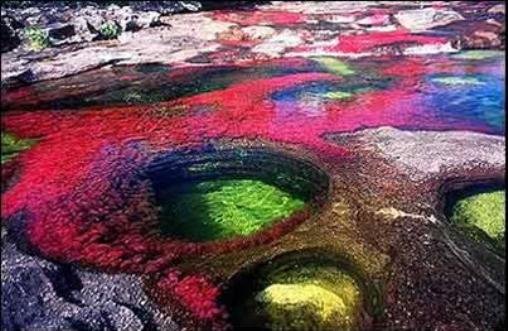 Река пяти цветов Каньо-Кристалес – самая красивая на планете