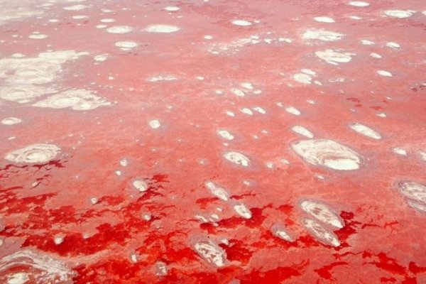 Солёное розовое озеро Натрон (17 фото)