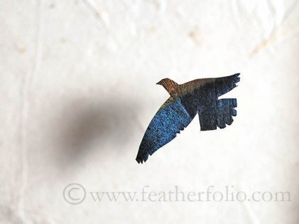 Восхитительные миниатюры из перьев, созданные Крисом Мэйнардом