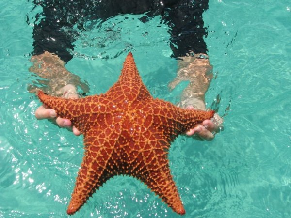 Морские звёзды на пляже Бока-дель-Драго в Панаме (17 фото)