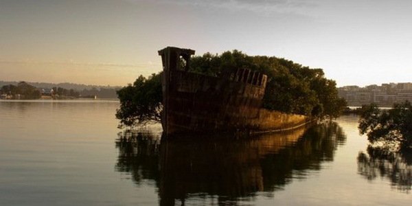 SS Ayrfield – заброшенный корабль, превратившийся в плавающий лес (8 фото)