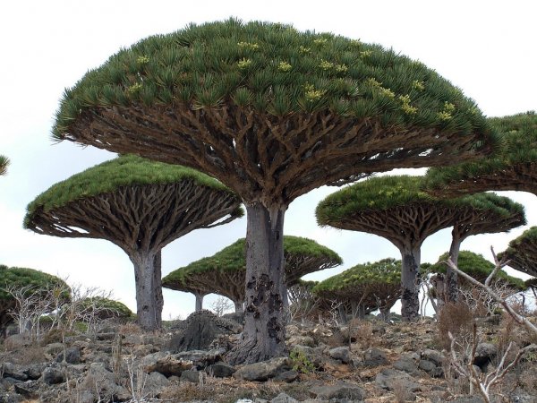 Самые уникальные деревья в природе (13 фото)