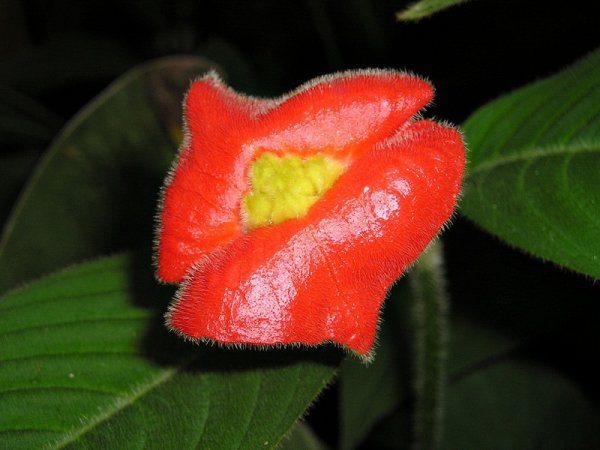 Соблазнительный цветок в виде алых женских губ (16 фото)