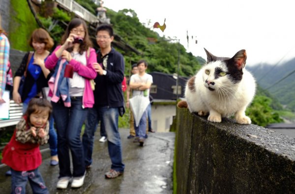 Тайваньская кошачья деревня (11 фото)