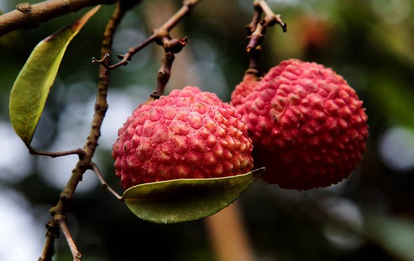 16 Самых полезных экзотических плодов (43 фото)