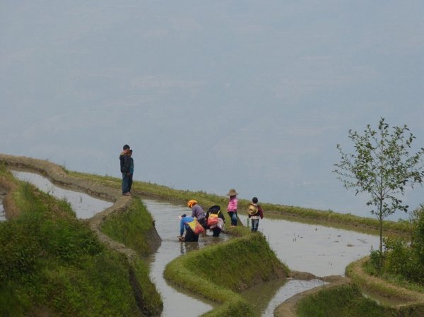 Рисовые террасы Хунхэ-Хани стали объектом Всемирного наследия ЮНЕСКО (15 фото)