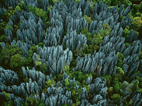 Каменные леса Мадагаскара (21 фото)