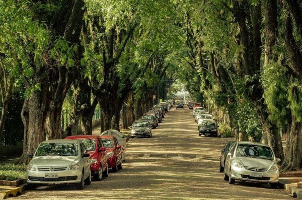 Палисандровая аллея в Бразилии – самая красивая улица в мире (12 фото)