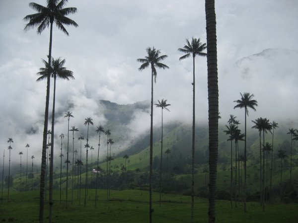 Долина Кокора: долина пальм