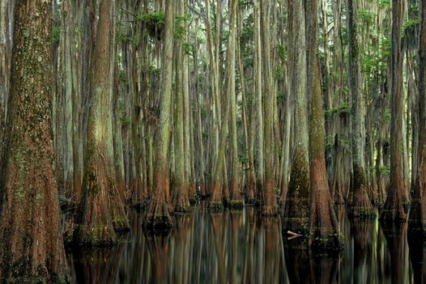 Уникальные кипарисовые леса озера Каддо (25 фото)