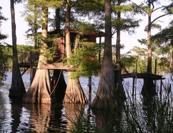 Уникальные кипарисовые леса озера Каддо (25 фото)