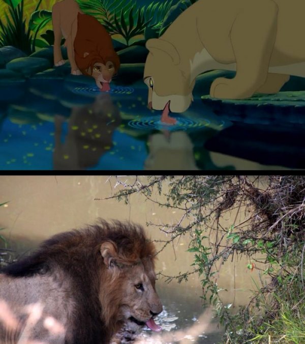 Персонажи мультфильма Король лев в реальной жизни (24 фото)