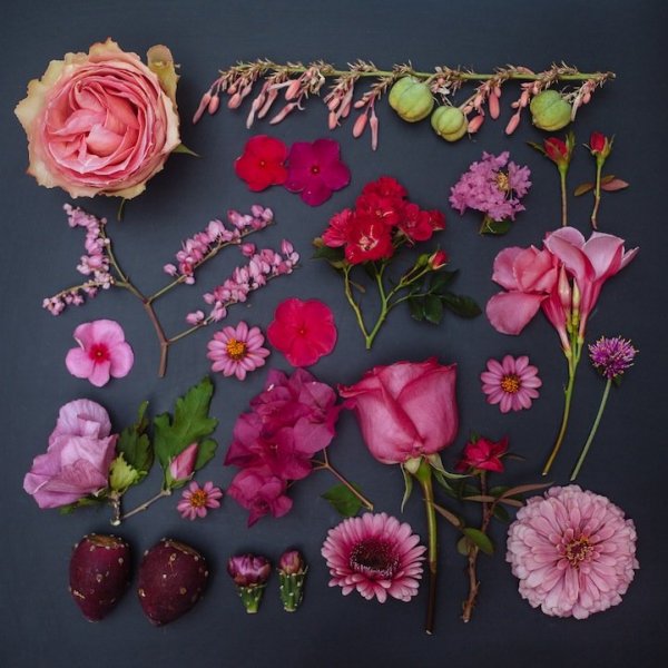 Цветные цветы Эмили Блинко (8 фото)