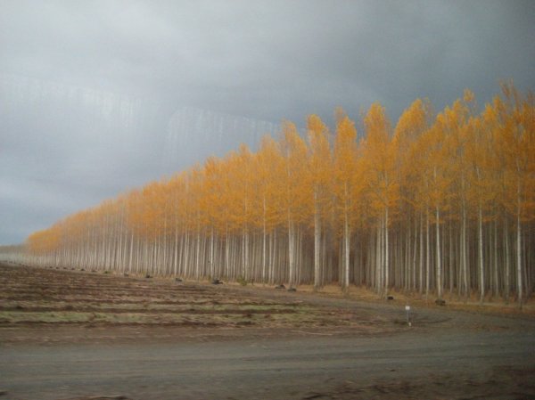 Лесная ферма Бордман в штате Орегон (16 фото)