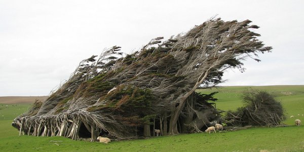 Согнувшиеся деревья на Южном острове в Новой Зеландии (17 фото)