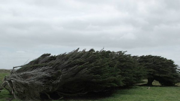 Согнувшиеся деревья на Южном острове в Новой Зеландии (17 фото)