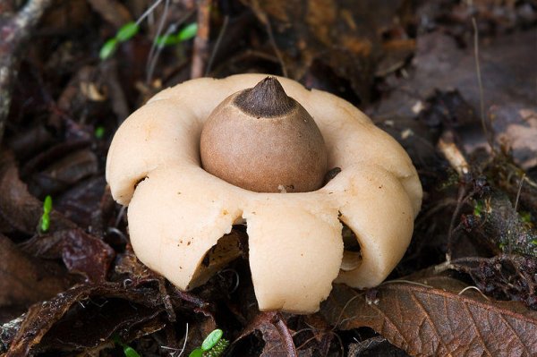 Самые необычные и красивые в природе грибы (15 фото)