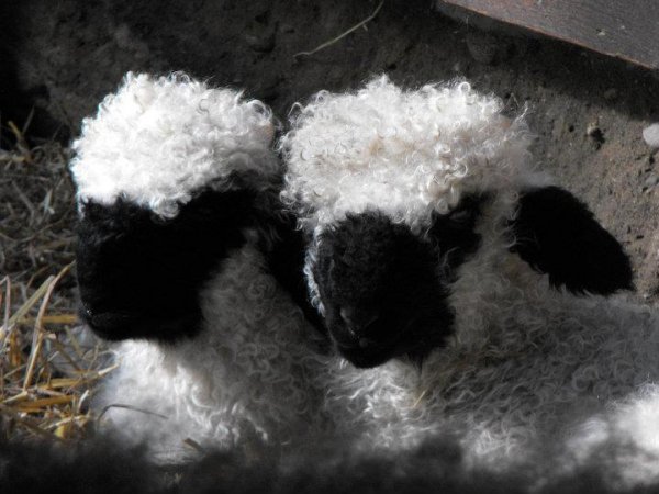 Невероятно очаровательные черноносые овечки кантона Вале (5 фото + видео)