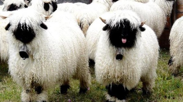 Невероятно очаровательные черноносые овечки кантона Вале (5 фото + видео)