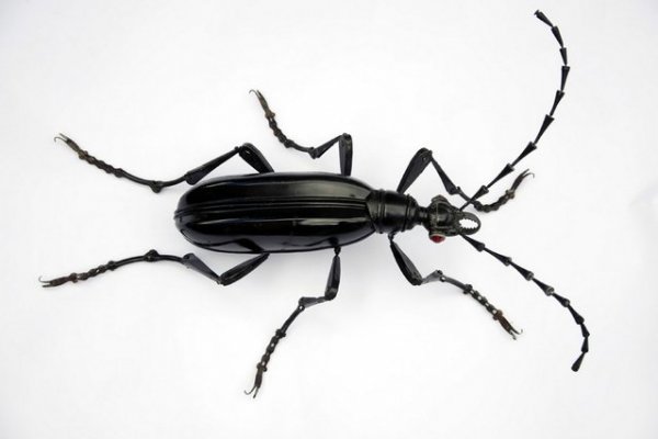 Восхитительные скульптуры насекомых, созданные талантливым Эдуардо Мартине (12 фото)
