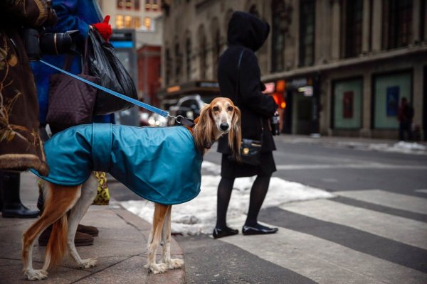Выставка собак Westminster Kennel Club Dog Show в Нью-Йорке (11 фото)