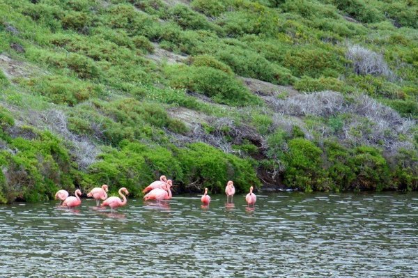 Изумрудная чистота озера на острове Рокас Бейнбридж (12 фото)