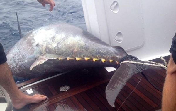 Гигантский тунец на 2.000.000 долларов (5 фото)