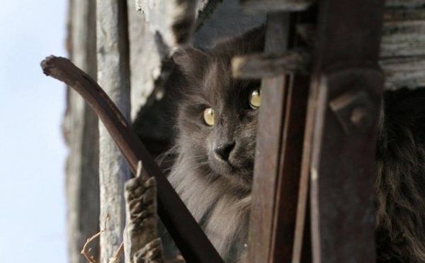 Величественный кот Зигмунд Серый (8 фото)
