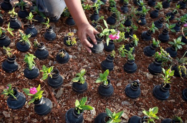 Женщина из Палестины посадила цветы в гранатах со слезоточивым газом израильской армии (10 фото)