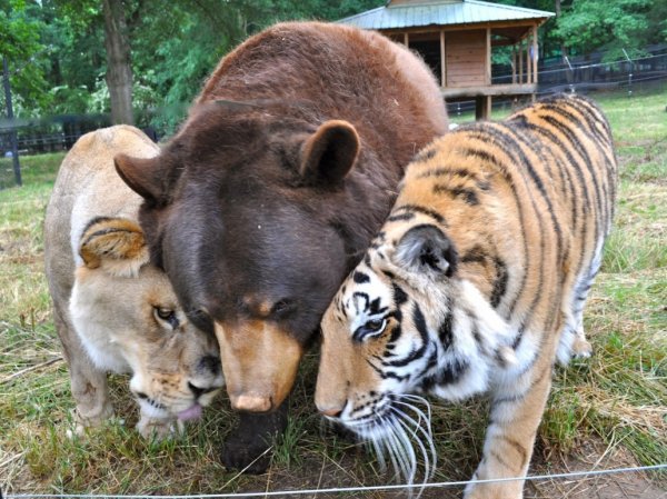 Невероятный пример дружбы между тремя хищниками (36 фото)