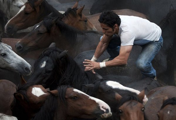 Массовое подстригание лошадей на фестивале Rapa das Bestas (15 фото)