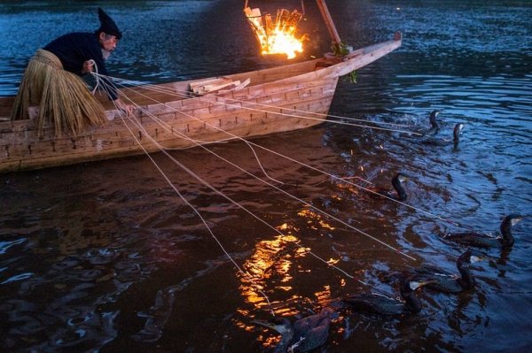 Юкай: Японское искусство рыбалки с бакланами (16 фото)