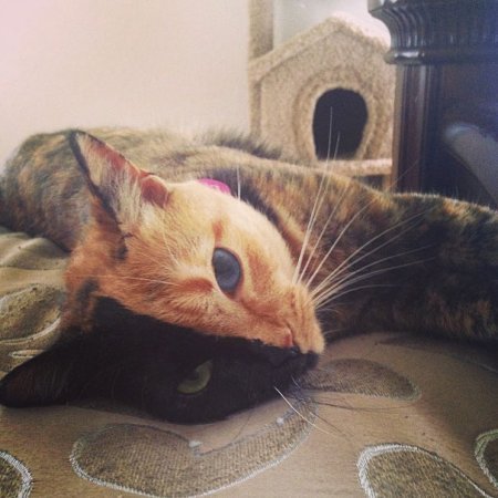 Знаменитая кошка-химера по кличке Венера (18 фото + видео)